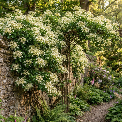 Climbing Hydrangea Flower Seeds for Planting