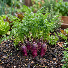 Purple Dragon Carrot Seeds Purple Carrot for Home Garden