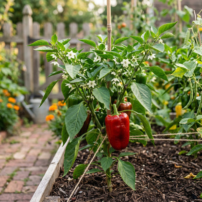 Ace Red Bell Pepper Seeds – Bell Pepper Seeds for Home Garden
