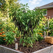 Pepper Slim Jim Seeds – Heirloom Pepper Seeds for Home Garden