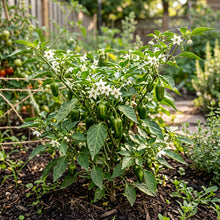 Pepper Solar Flare Seeds – Pepper Seeds for Home Garden