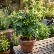 Tiny Tim Tomato Seeds – Dwarf Cherry Tomato Seeds for Home Garden