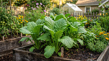 Ethiopian Mustard Seeds for Home Garden