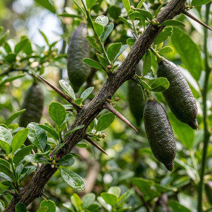 Finger Lime Fruit Seeds – Citrus Finger Lime Seeds for Garden Planting