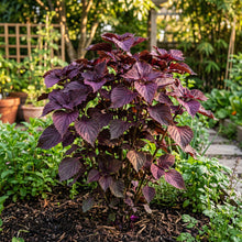 Red Shiso Seeds (Perilla frutescens) – Japanese Purple Perilla Aromatic Herb Seeds