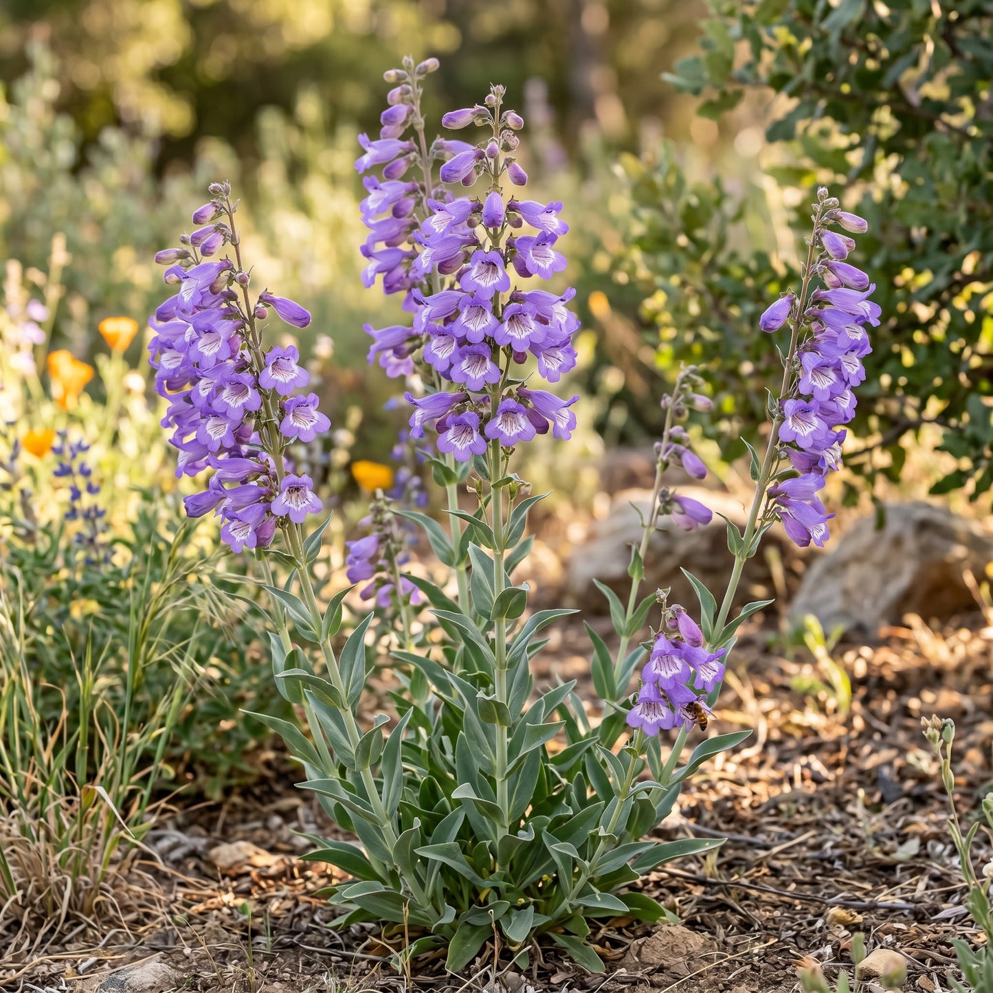 Penstemon Spectabilis Seeds Perennial Showy Flower Plant