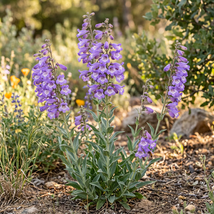 Penstemon Spectabilis Seeds Perennial Showy Flower Plant