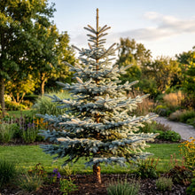 Blue Spruce Seeds Picea pungens glauca Evergreen Spruce Tree Seeds