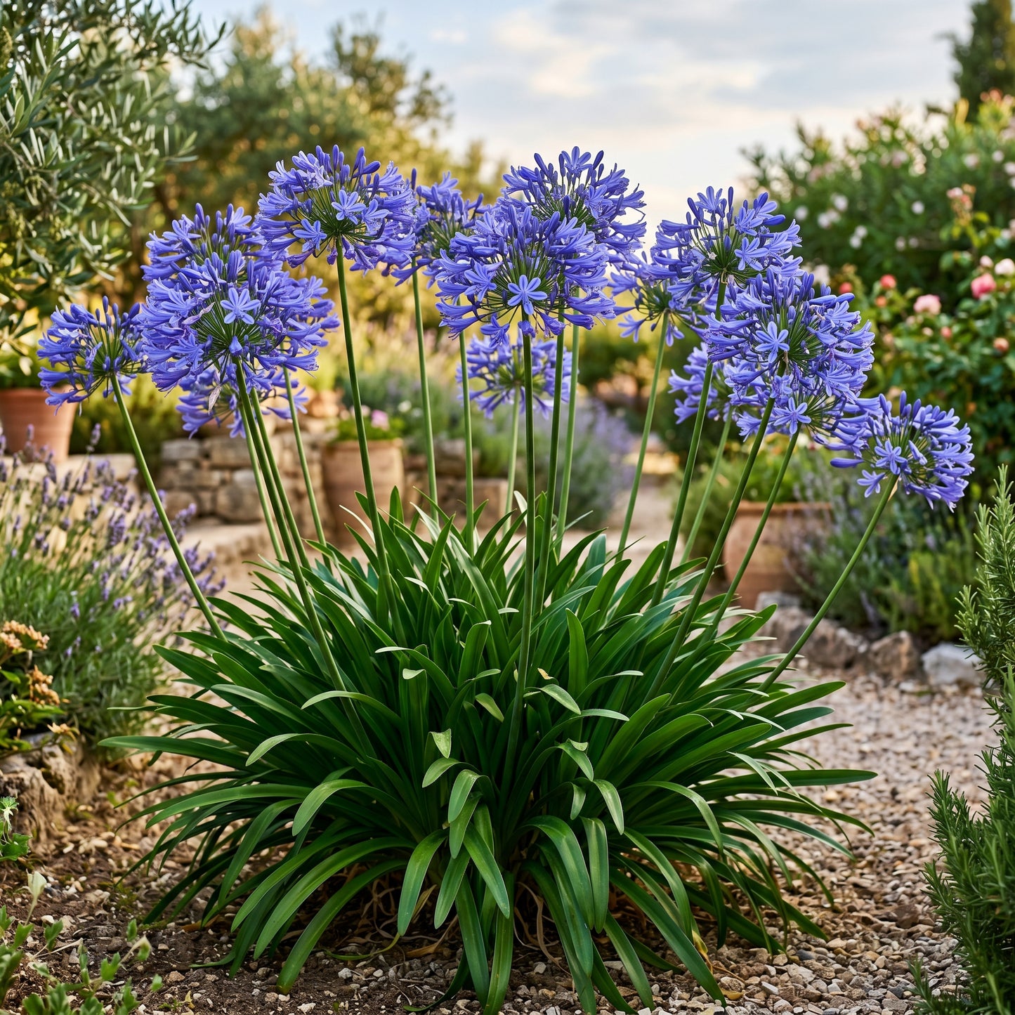 Lily of the Nile Seeds (Agapanthus Blue) – Perennial Flower Seeds