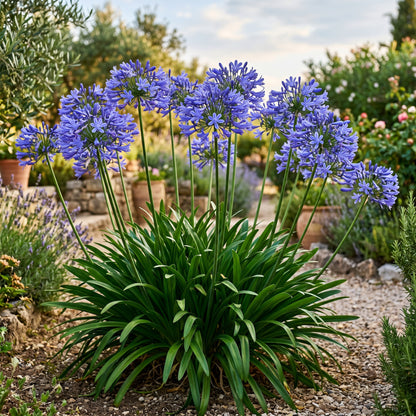 Lily of the Nile Seeds (Agapanthus Blue) – Perennial Flower Seeds
