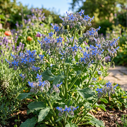 Borage Seeds (Borago officinalis) – Blue Star Flower Herb Seeds