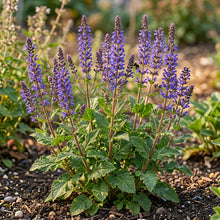 Danshen Red Sage Seeds (Salvia miltiorrhiza)