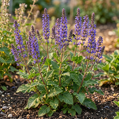 Danshen Red Sage Seeds (Salvia miltiorrhiza)