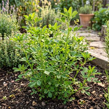 Fenugreek Seeds – Herb Garden Plant Seeds