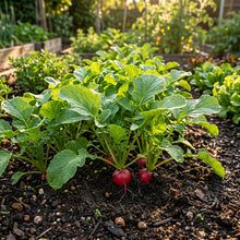 Radish Seeds – Root Vegetable