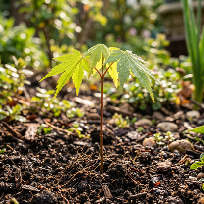 Maple Seeds Tree Plant for Garden Growing
