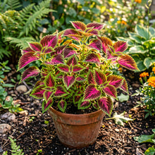 Coleus Seeds Foliage Plant for Indoor and Outdoor Growing