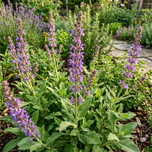 Sage Seeds Herb Plant for Garden Growing