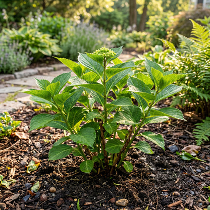 Hydrangea Seeds Flower Shrub for Garden Growing