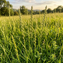 Ryegrass Seeds Lawn Grass for Garden and Landscape Growing