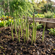 Asparagus Seeds Vegetable Plant for Garden Growing