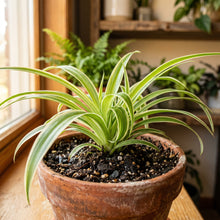 Spider Plant Seeds Indoor Foliage Plant for Home Growing