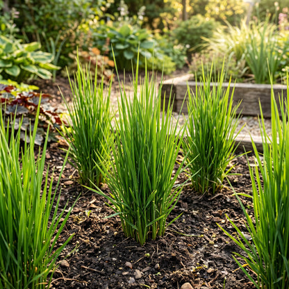 Reed Grass Seeds Lawn Plant for Garden Growing