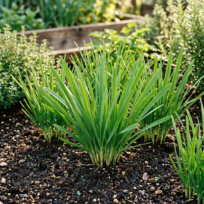 Garlic Chives Seeds Herb Plant for Garden Growing