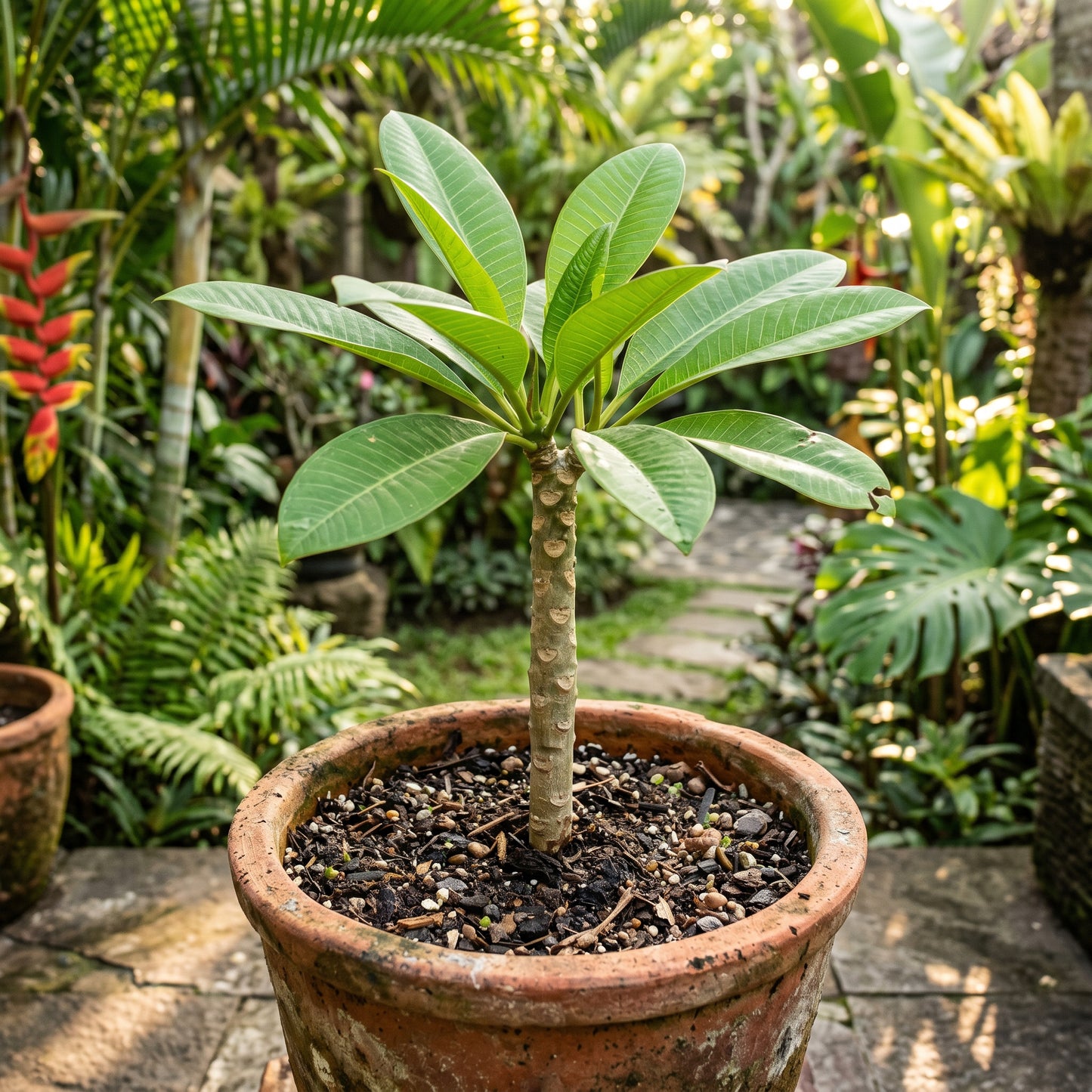 Plumeria Seeds Flower Plant for Garden Growing