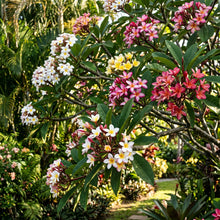 Plumeria Seeds Flower Plant for Garden Growing