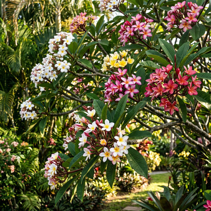 Plumeria Seeds Flower Plant for Garden Growing