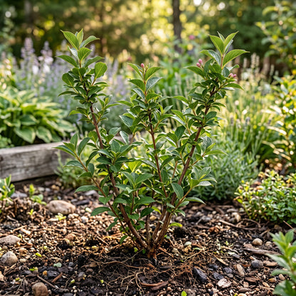 Weigela Seeds Flower Shrub for Garden Growing