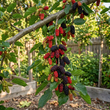 Mulberry Seeds Fruit Tree Plant for Garden Growing