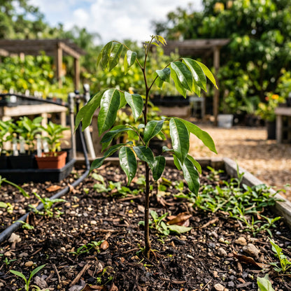 Lychee Fruit Seeds for Garden Growing