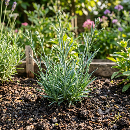 Carnation Seeds Flower Plant for Garden Growing