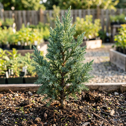 Juniper Seeds Tree Plant for Garden Growing