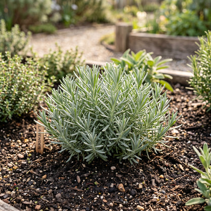 Lavender Seeds Herb Plant for Garden Growing