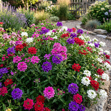 Verbena Seeds Flower Plant for Garden Growing