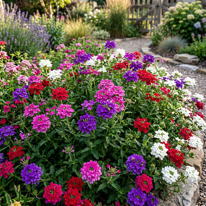 Verbena Seeds Flower Plant for Garden Growing