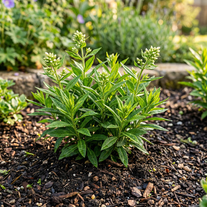 Phlox Seeds Flower Plant for Garden Growing