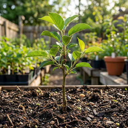 Apple Seeds Fruit Plant for Garden Growing