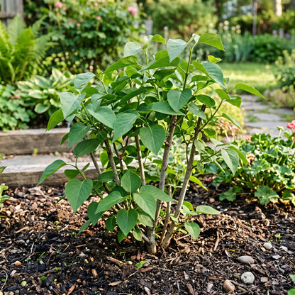 Lilac Seeds Flower Shrub for Garden Growing
