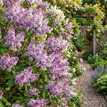 Lilac Seeds Flower Shrub for Garden Growing