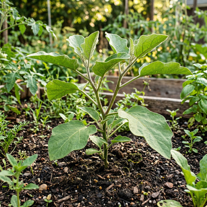Eggplant Seeds Vegetable Plant for Garden Growing
