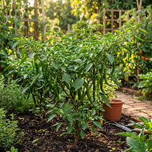 Chilli Bangalore Whippet’s Tail Seeds – Chilli Seeds for Home Garden