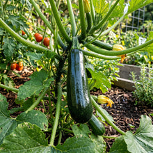 Black Beauty Zucchini Seeds