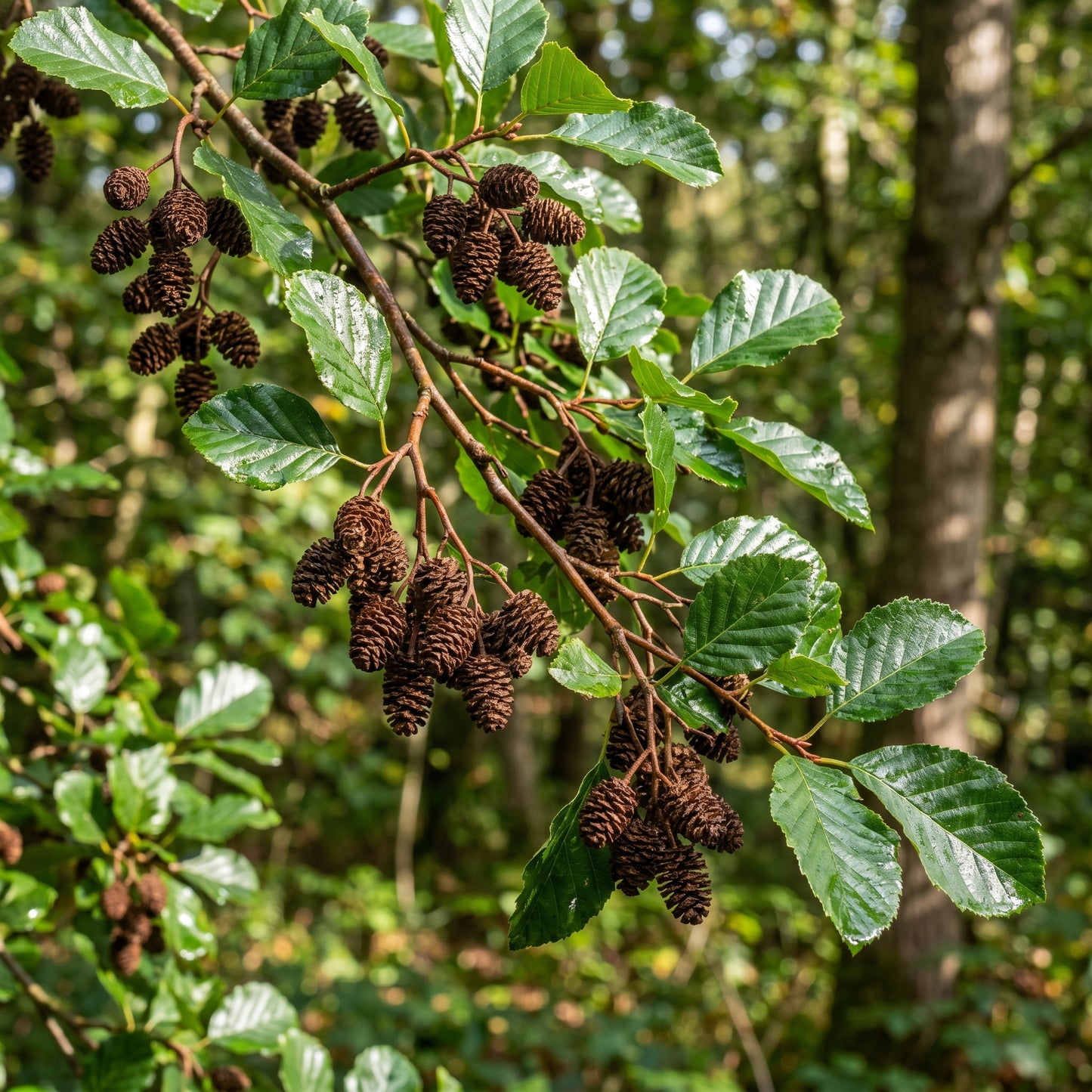 Black Alder Seeds (Alnus glutinosa) – Alder Tree Seeds