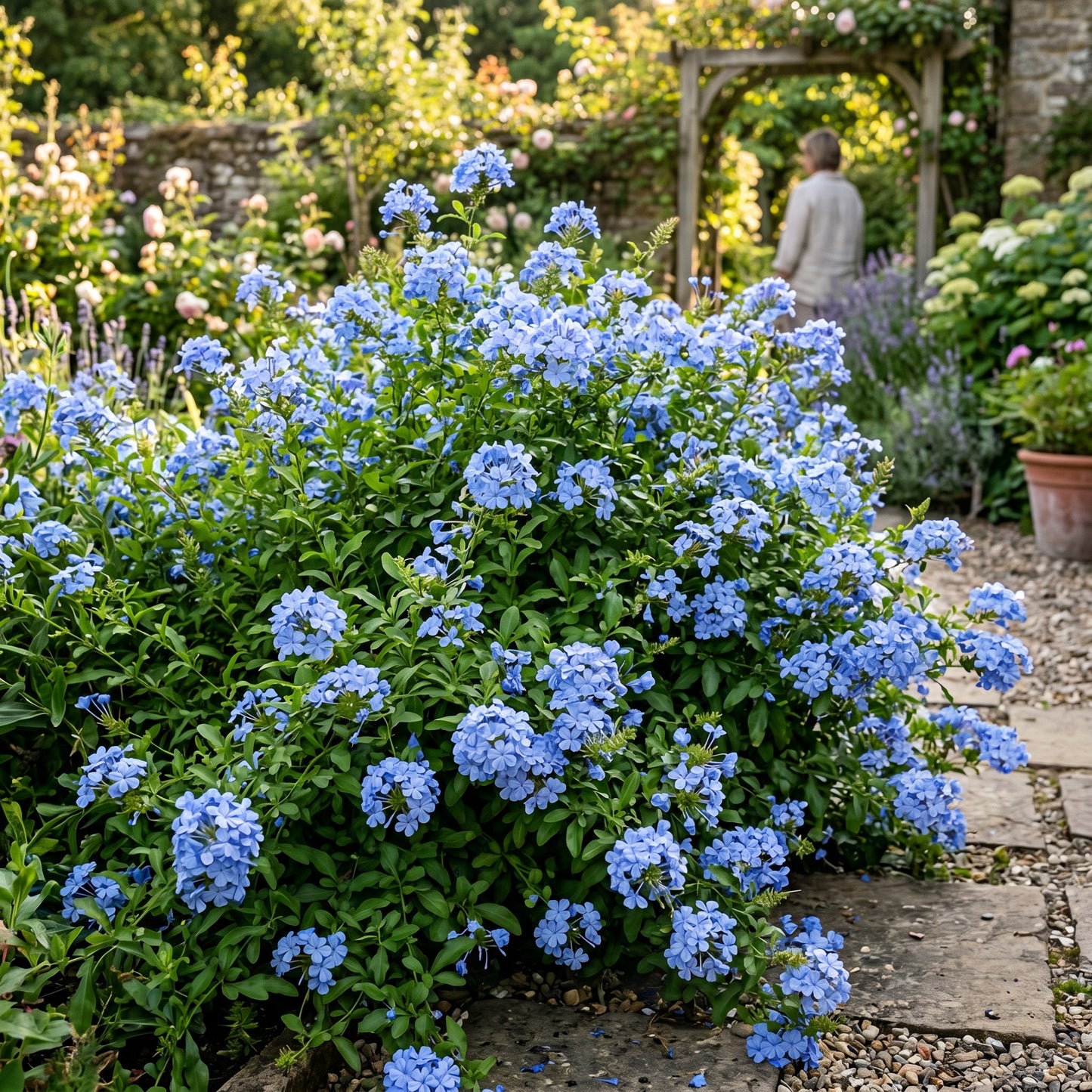 Plumbago Flower Seeds – Blue Plumbago Perennial Flower Seeds