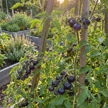 Blue Beauty Tomato Seeds for Planting