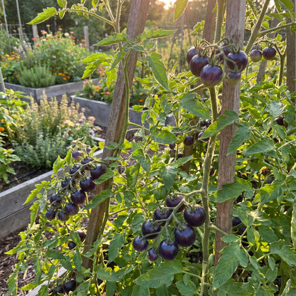 Blue Beauty Tomato Seeds for Planting